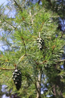 Pinus armandii - borovice Armandova - šišky na větvi